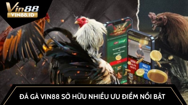 Đá gà VIN88 sở hữu nhiều ưu điểm nổi bật